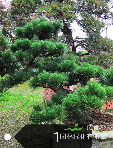 黑松的种子在什么时候播种比较好？